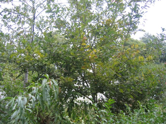 Arboreto da Escola EB2 de Canelas