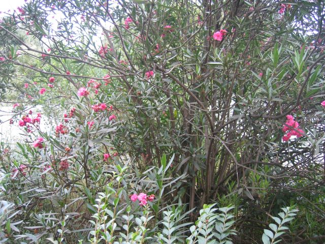 Arboreto da Escola EB2 de Canelas