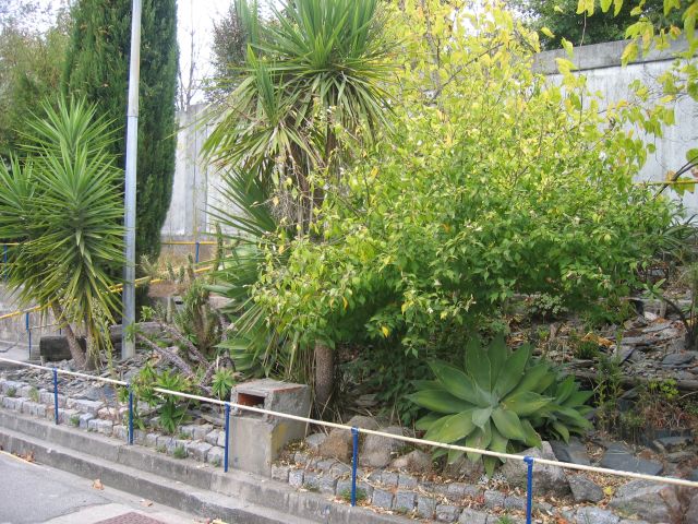 Arboreto da Escola EB2 de Canelas