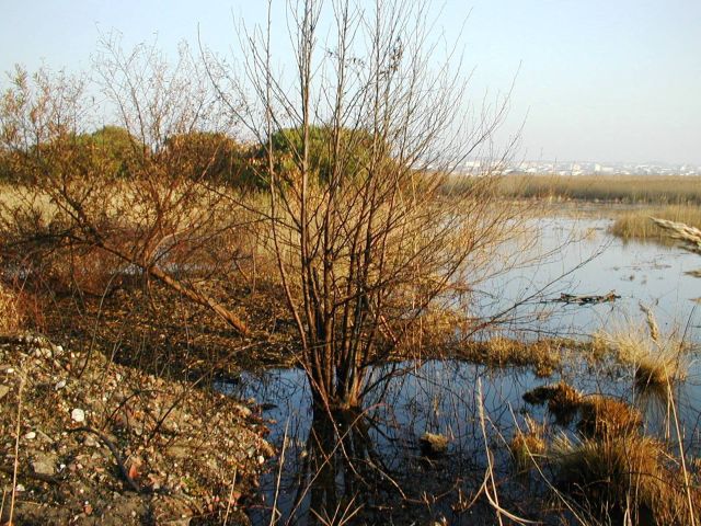 Barrinha de Esmoriz e Lagoa de Paramos
