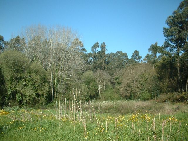 Bicha das Sete Cabeças