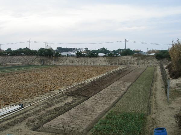 Campos de Masseira
