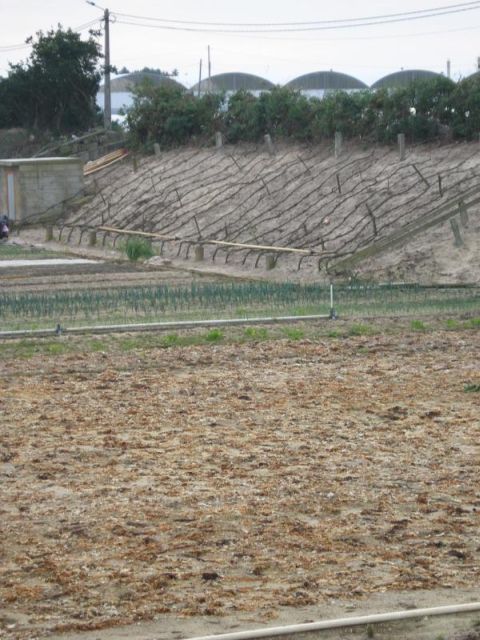 Campos de Masseira