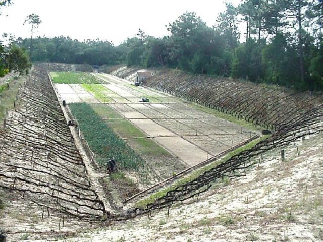 Campos de Masseira