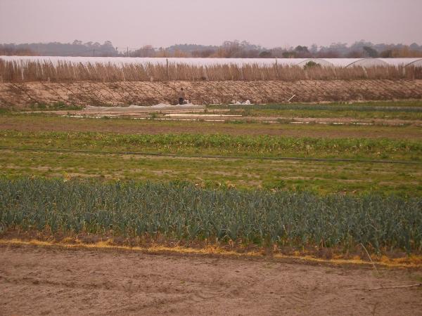 Campos de Masseira