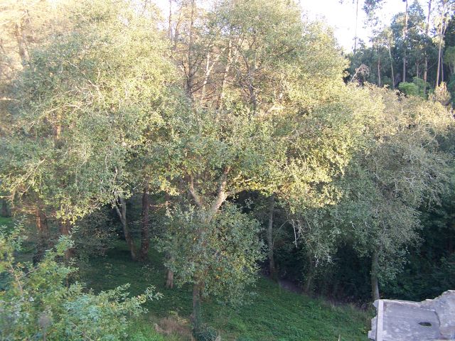 Castro de Ovil
