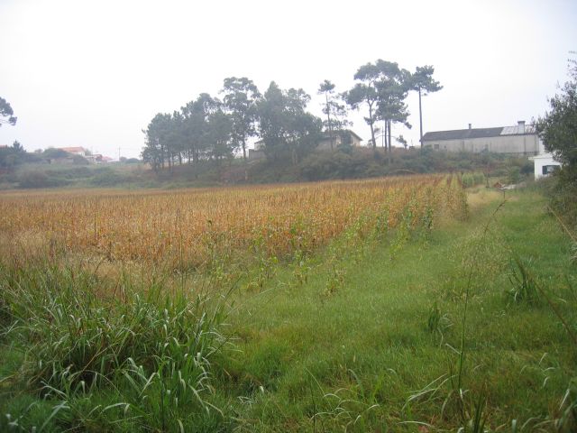 Dunas de Mira