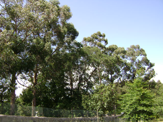 Espaço verde nas traseiras do Hospital Santos Silva
