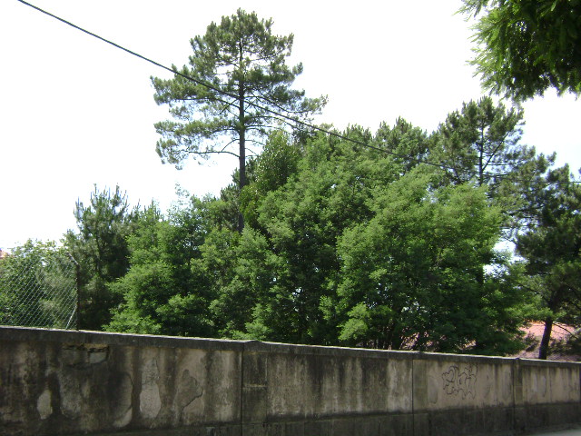 Espaço verde nas traseiras do Hospital Santos Silva