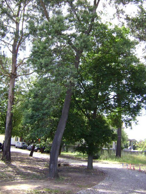 Espaço verde nas traseiras do Hospital Santos Silva