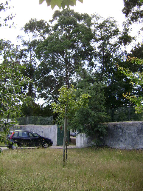 Espaço verde nas traseiras do Hospital Santos Silva