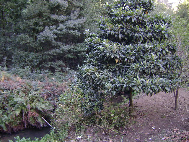 Gruta da Lomba e Picadela