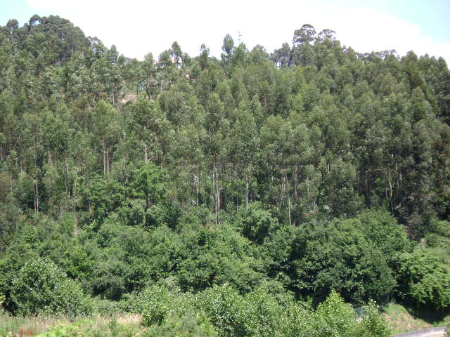 Mata da Acheira