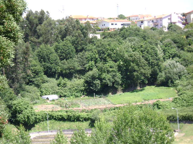 Mata da Acheira