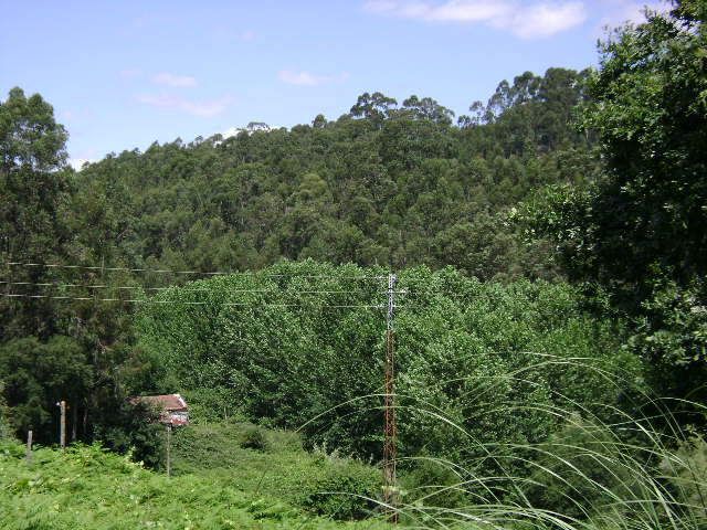 Mata da Acheira
