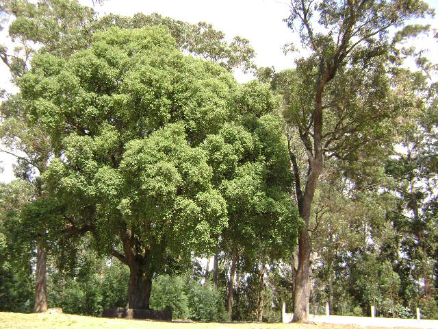 Monte de Santo António