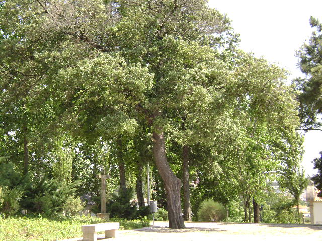 Monte Senhora da Hora