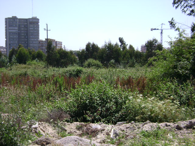 Montes Caulinos