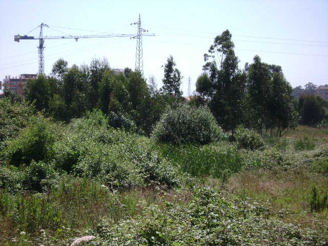 Montes Caulinos