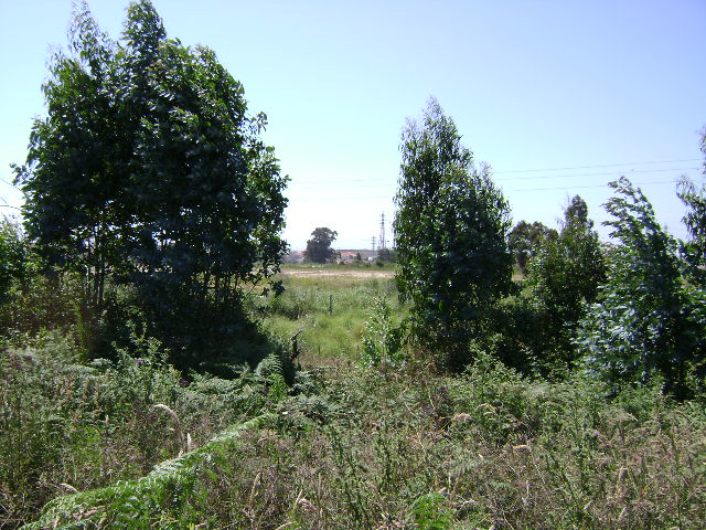 Montes Caulinos