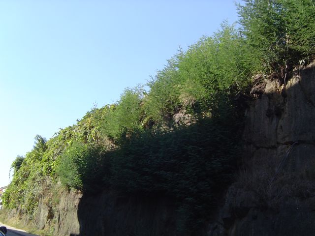 Morro das Mimosas