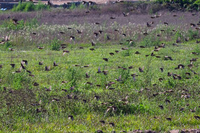 Paisagem Protegida Regional do Litoral de Vila do Conde e Reserva Ornitológica do Mindelo