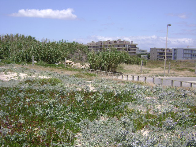 Paisagem Protegida Regional do Litoral de Vila do Conde e Reserva Ornitológica do Mindelo