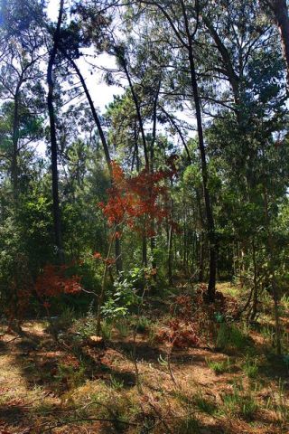 Paisagem Protegida Regional do Litoral de Vila do Conde e Reserva Ornitológica do Mindelo