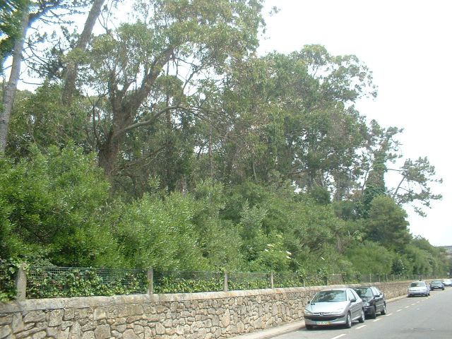 Quinta do Eng. Carvalho (Pinhal do Menéres)