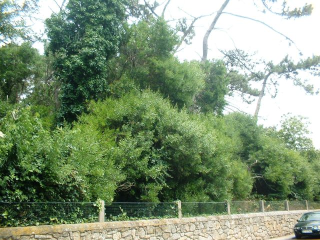Quinta do Eng. Carvalho (Pinhal do Menéres)