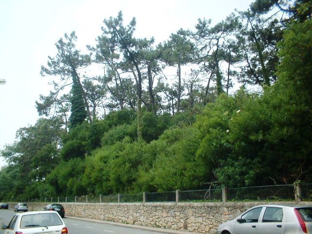 Quinta do Eng. Carvalho (Pinhal do Menéres)