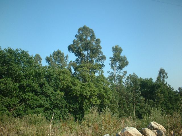 Quinta do Mosteiro de Pedroso