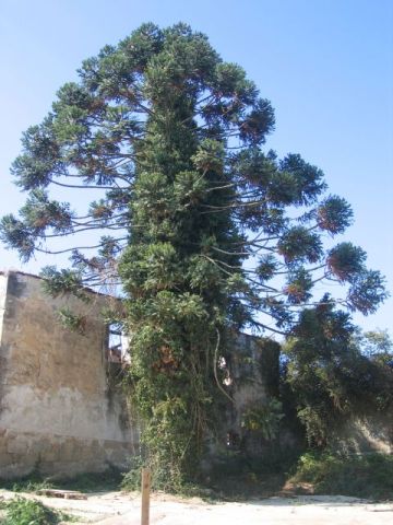 Quinta dos Condes Paço Vitorino (ou Quinta de Baixo)