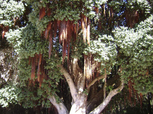 Quinta Marques Gomes