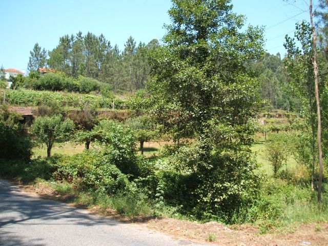 Ribeira de Painçais