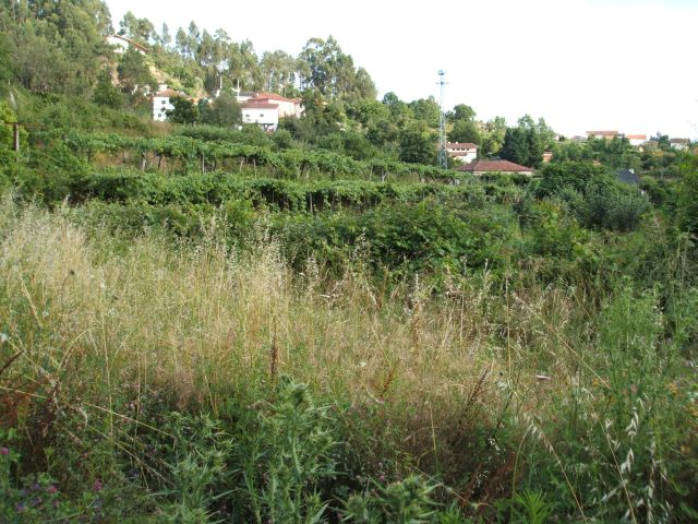 Ribeira de Vila Cova (ou de Rebentão)