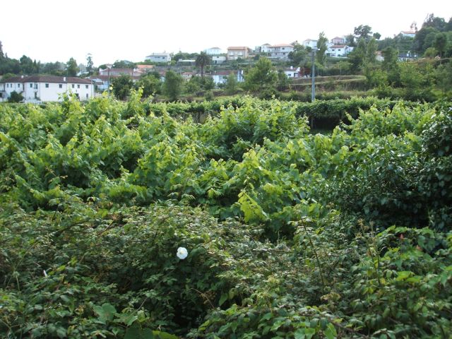 Ribeira de Vila Cova (ou de Rebentão)