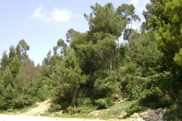 Serra de Negrelos (ou Serra de Canelas)