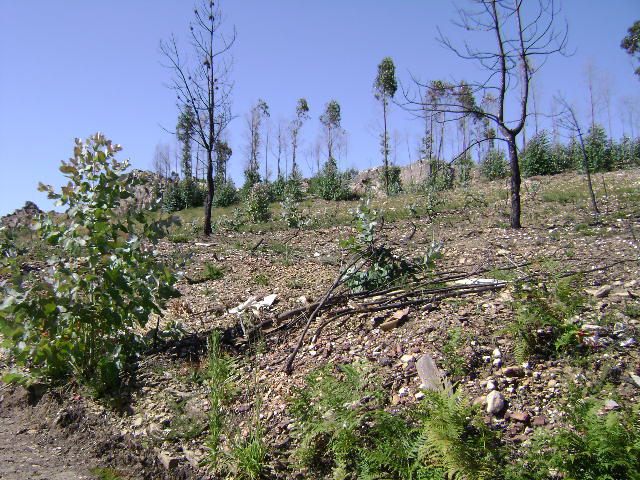 Terrenos do Ex-Sanatório Montalto