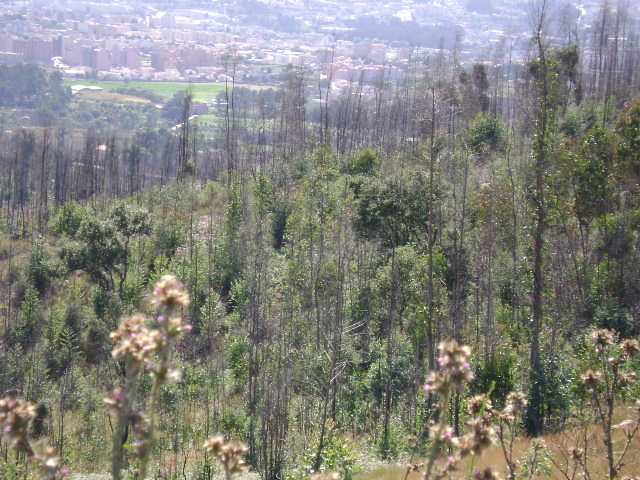 Terrenos do Ex-Sanatório Montalto