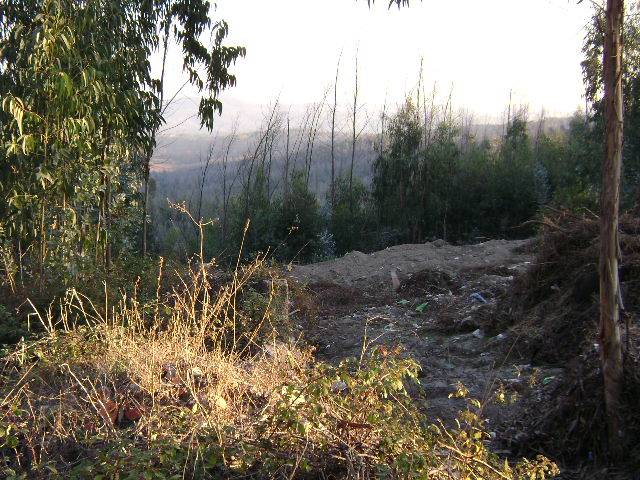 Terrenos florestais junto ao Aeródromo Municipal de Vilar da Luz