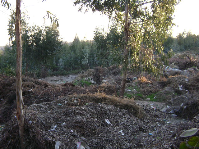 Terrenos florestais junto ao Aeródromo Municipal de Vilar da Luz