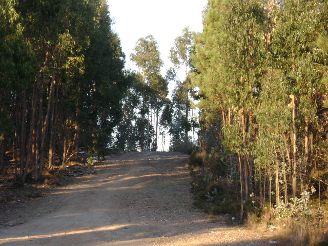 Terrenos florestais junto ao Aeródromo Municipal de Vilar da Luz