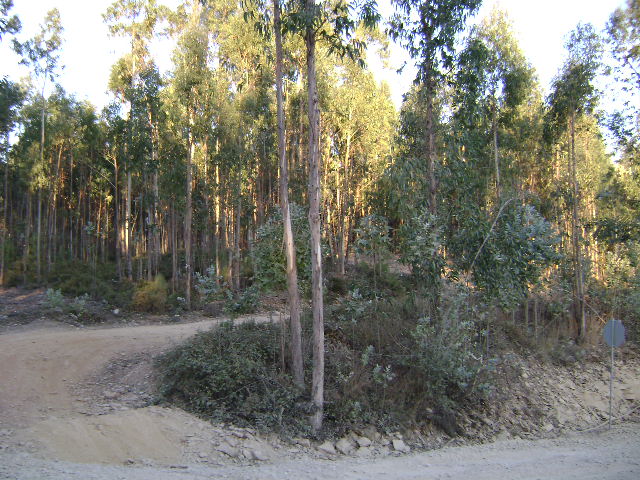 Terrenos florestais junto ao Aeródromo Municipal de Vilar da Luz
