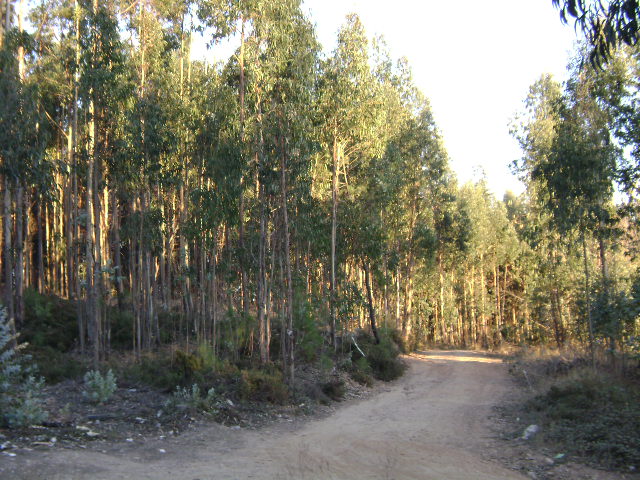 Terrenos florestais junto ao Aeródromo Municipal de Vilar da Luz