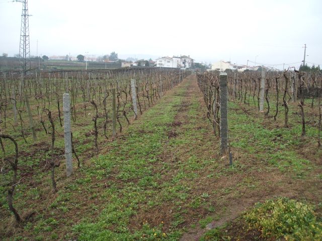 Zona agrícola em São Cosme